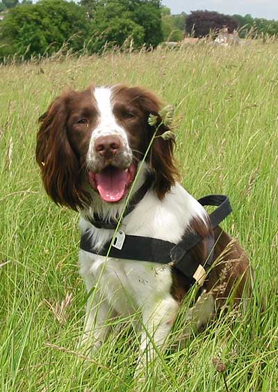 springer spaniel