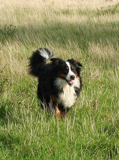 Bernese Mountain Dog